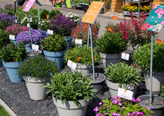 Op de Dümmen Orange locatie in Rheinberg.